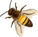 toppng.com-bee-png-image-with-transparent-2background-bee-708x687