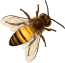 toppng.com-bee-png-image-with-transparent-2background-bee-708x687