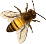 toppng.com-bee-png-image-with-transparent-2background-bee-708x687