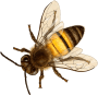 toppng.com-bee-png-image-with-transparent-2background-bee-708x687 copy 2